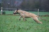 IRISH WOLFHOUND 275